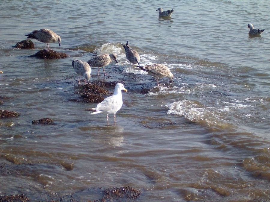 Strand