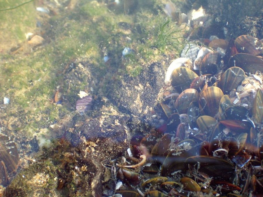 Muscheln