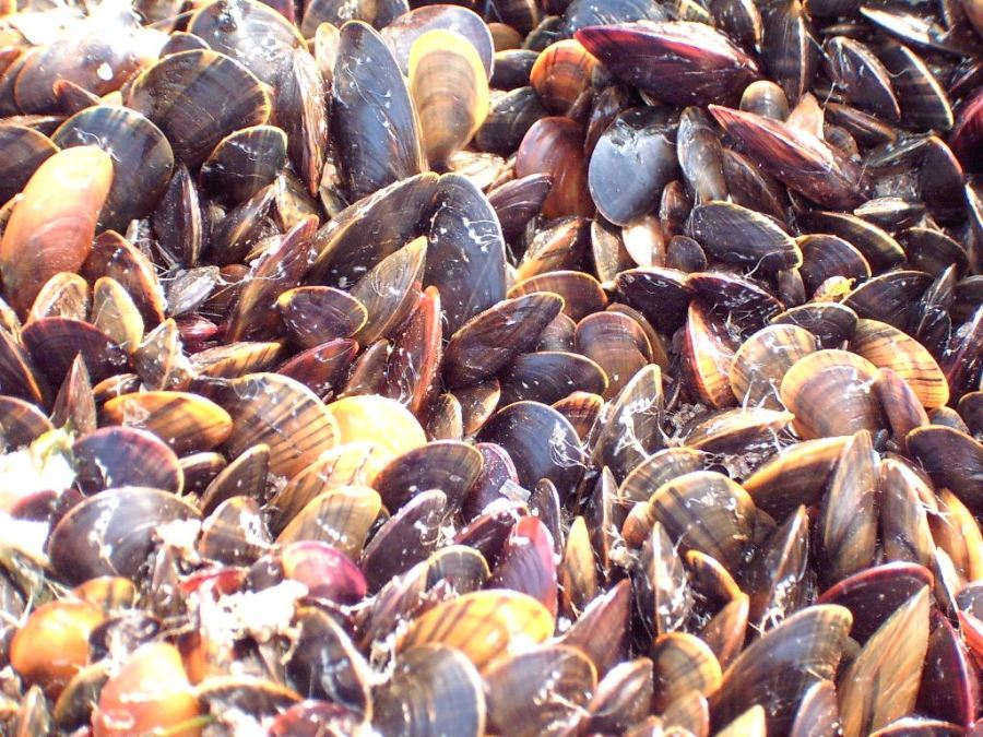 Muscheln