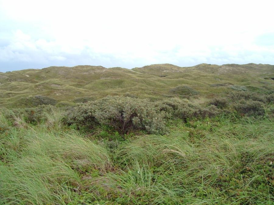 D�nen