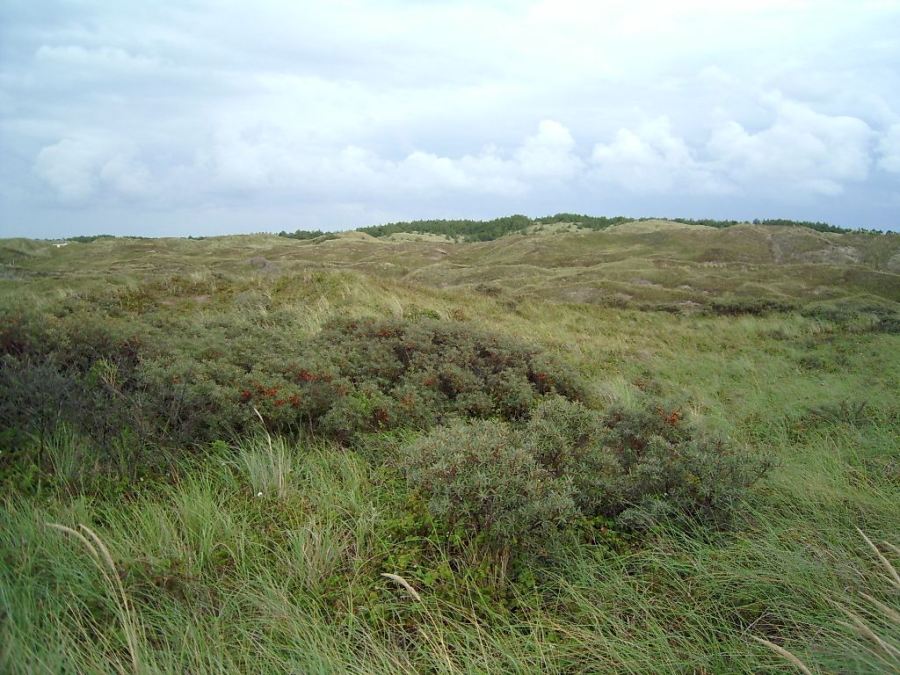 D�nen