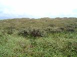 D�nen