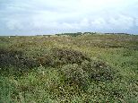 D�nen